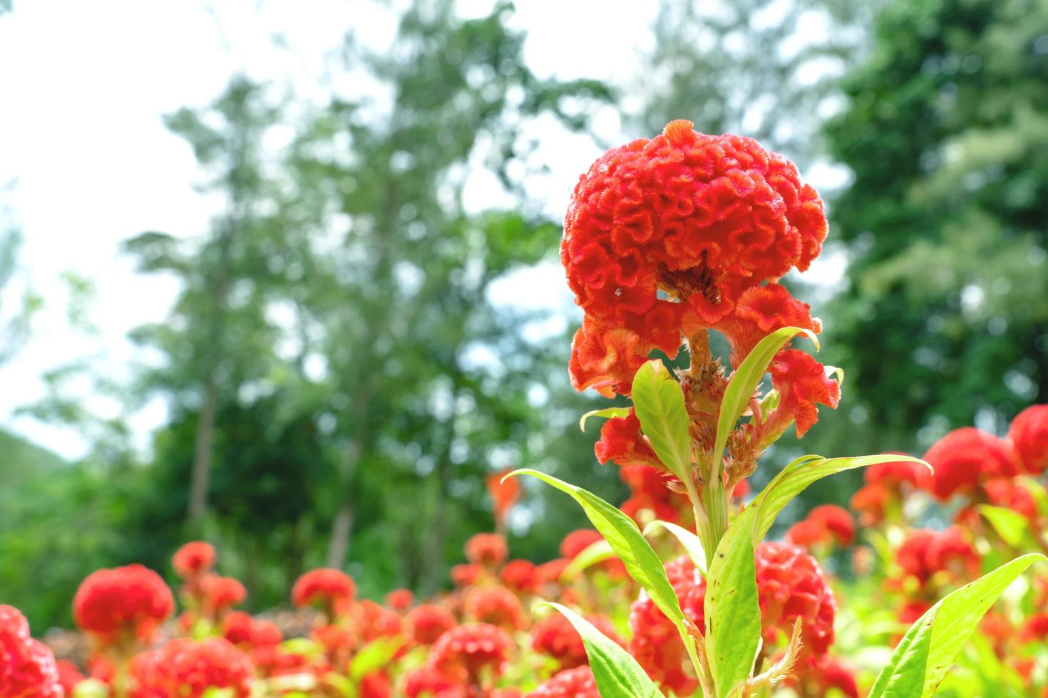 flores rojas de cresta de gallo en el jardín foto