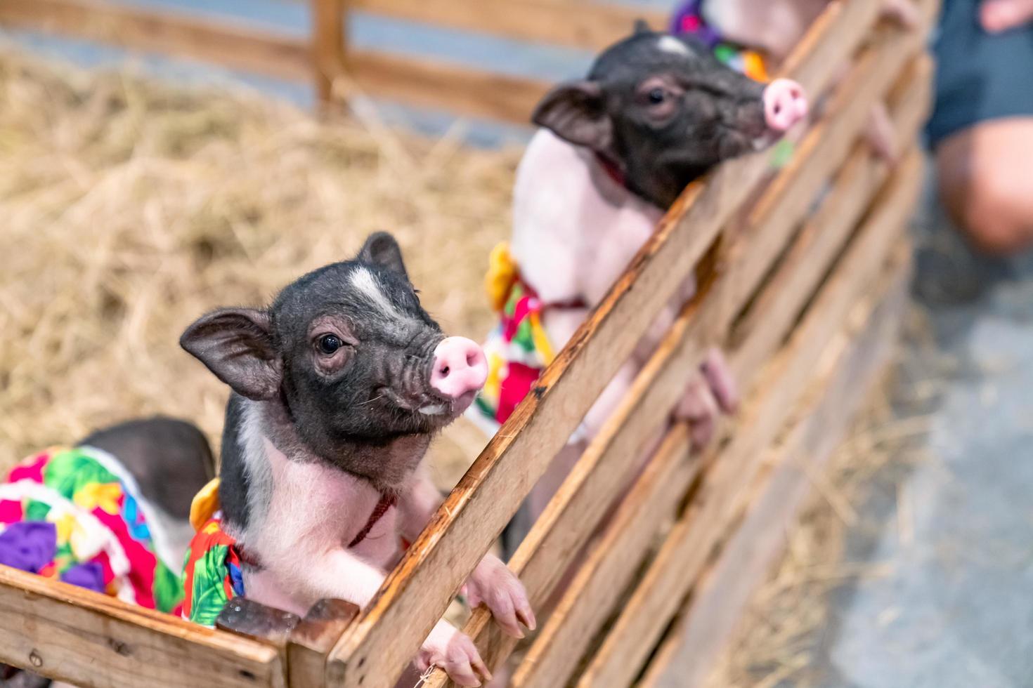 miniature pigs in the farm photo