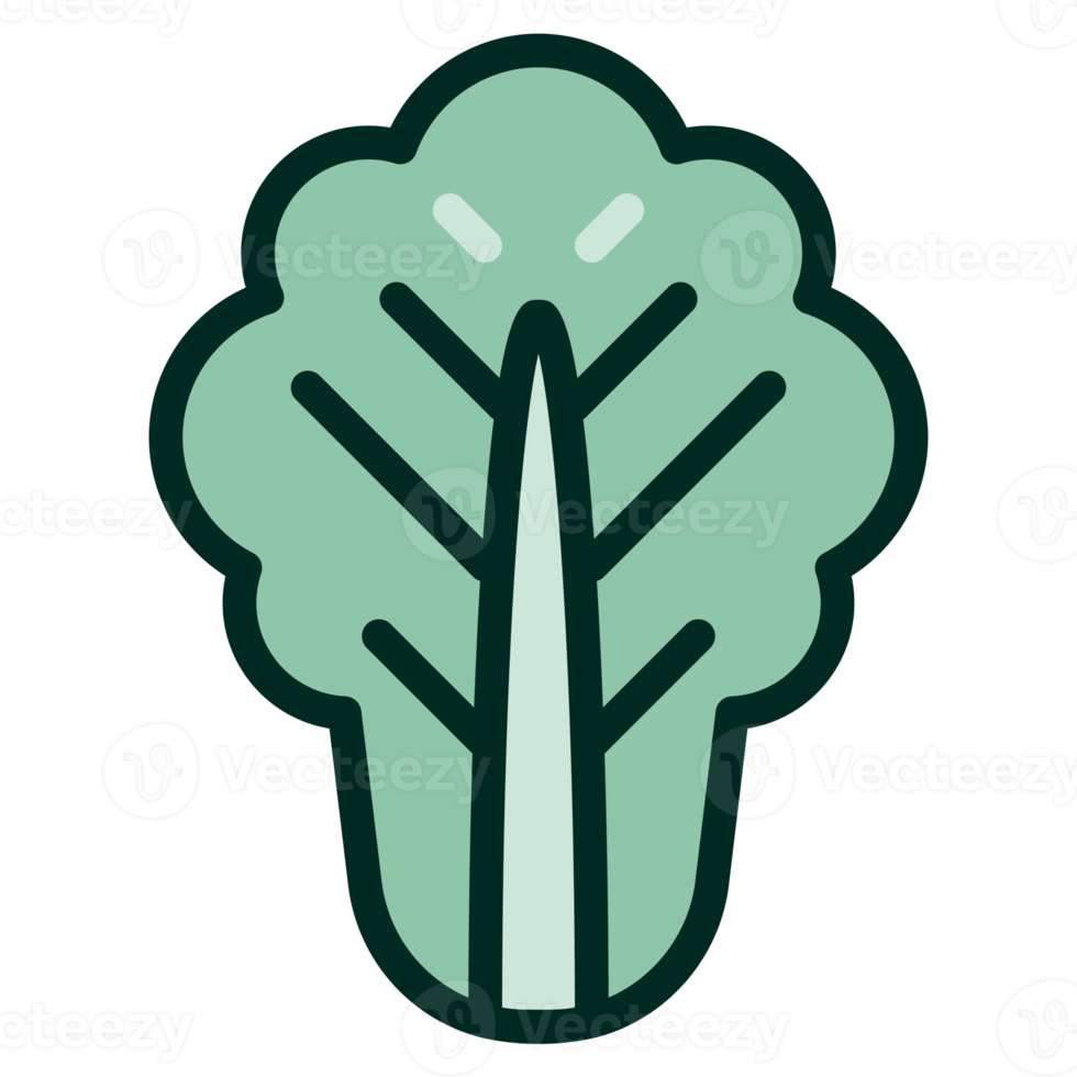 Lettuce-romaine flat green color png. png