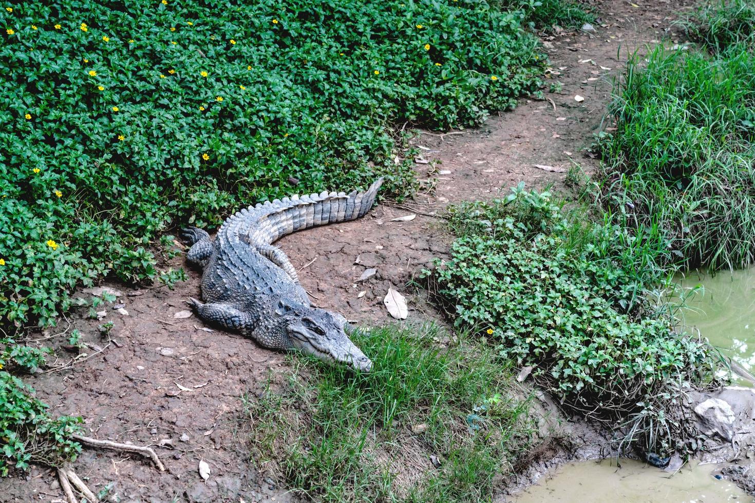 Crocodile farm in Thailand photo