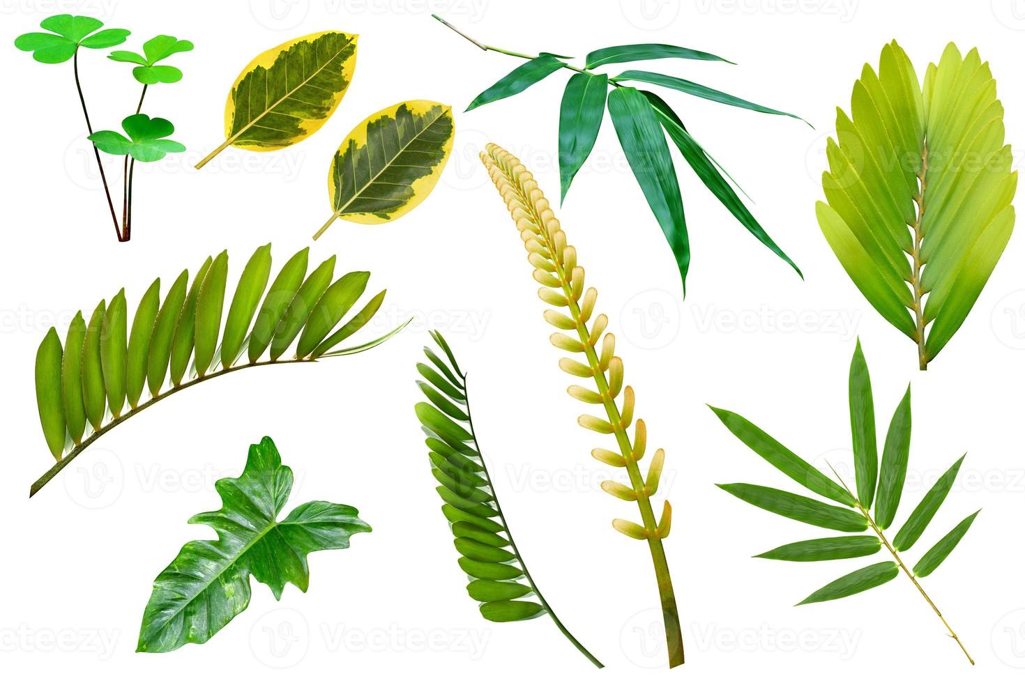 collection various of green leaves pattern for nature concept,set of tropical leaf isolated on white background photo