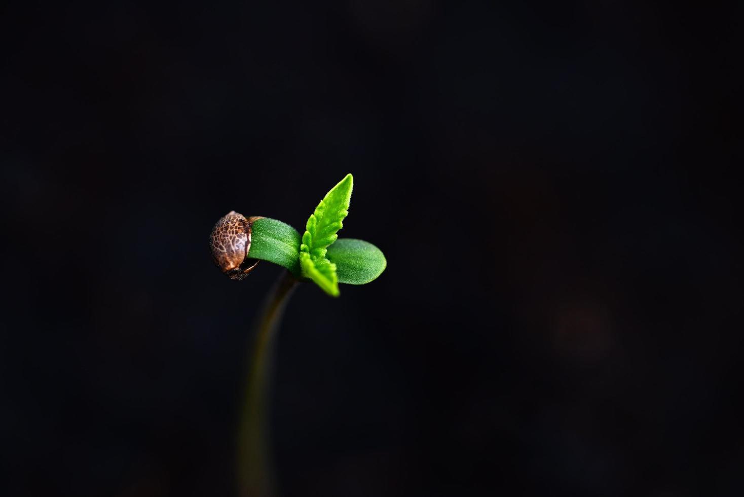 Cannabis Seedling on black pot for planting , close up Sprout Cannabis seeds , Hemp little , Marijuana seed plant tree small THC CBD photo