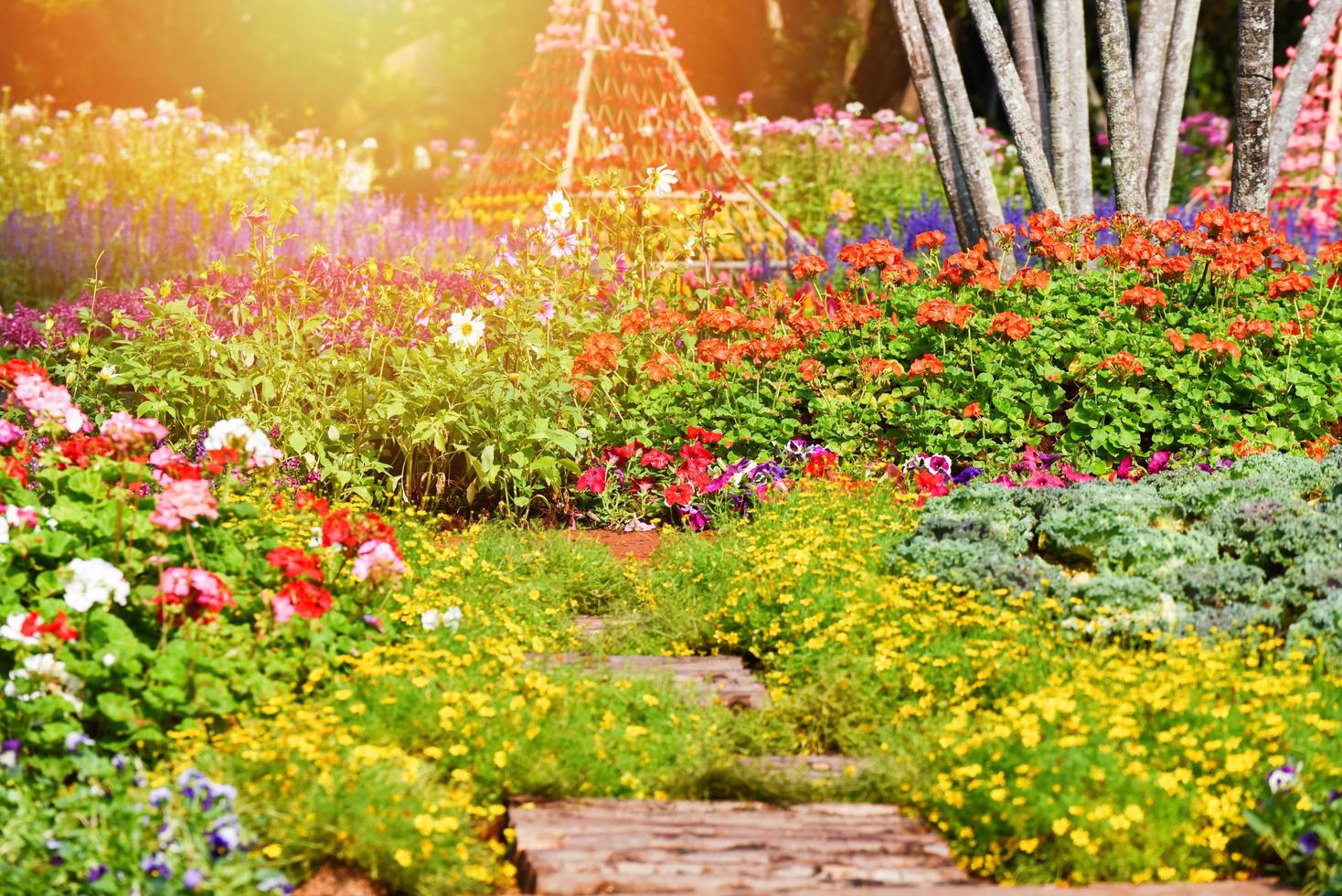 Summer garden colorful plant and flower blooming decorate park flowers spring photo