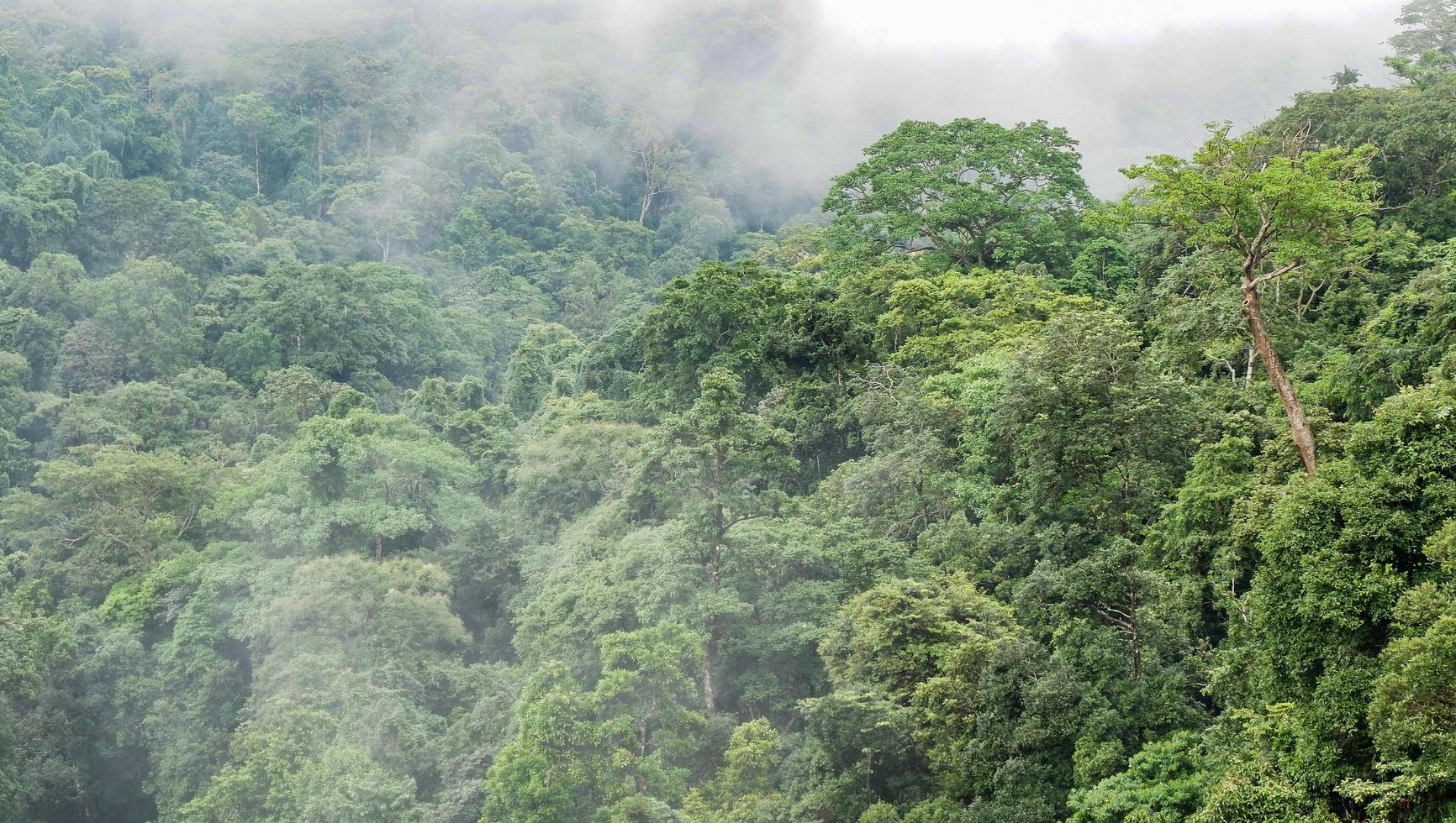 Palm leaves on dark background in the jungle. Dense dark green