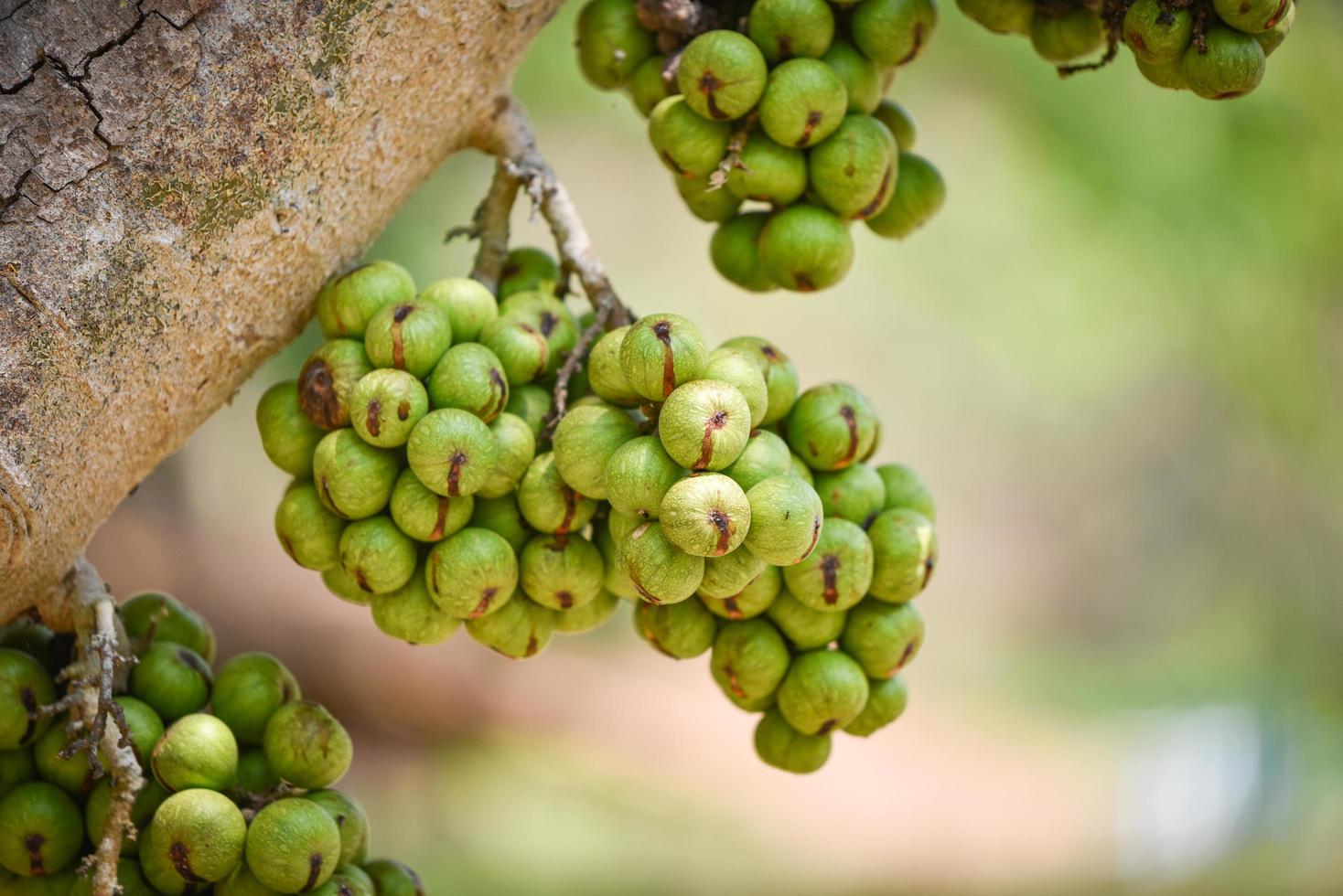 Small green wild fig fruit on tree Ficus carica photo