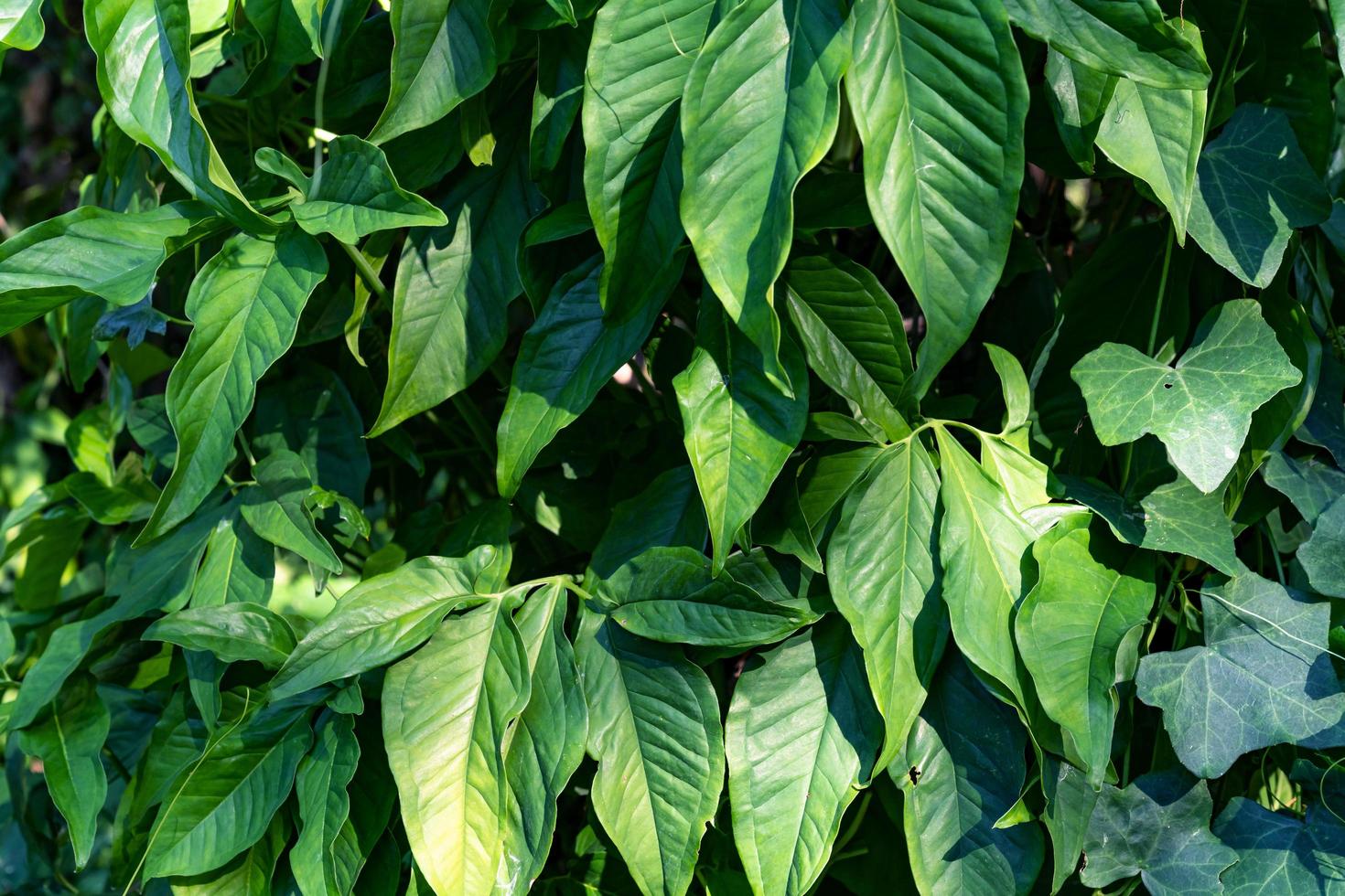 Green leaves pattern,leaf Syngonium podophyllum In the garden photo