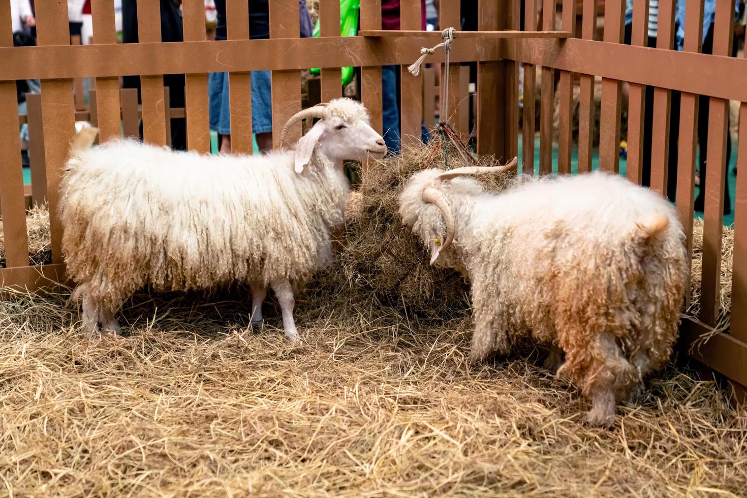 angora goat in the hay photo