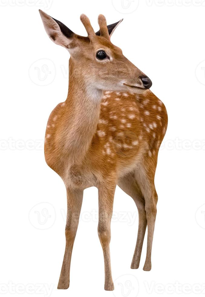 Spotted deer isolated on white background,include clipping path photo
