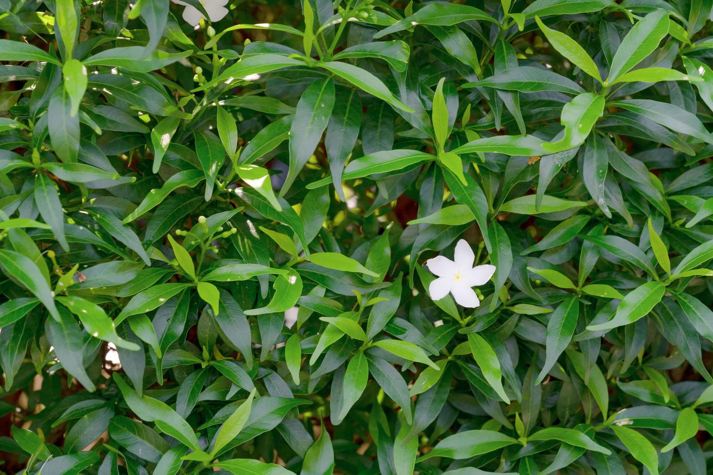 Tabernaemontana divaricata flower in the garden photo