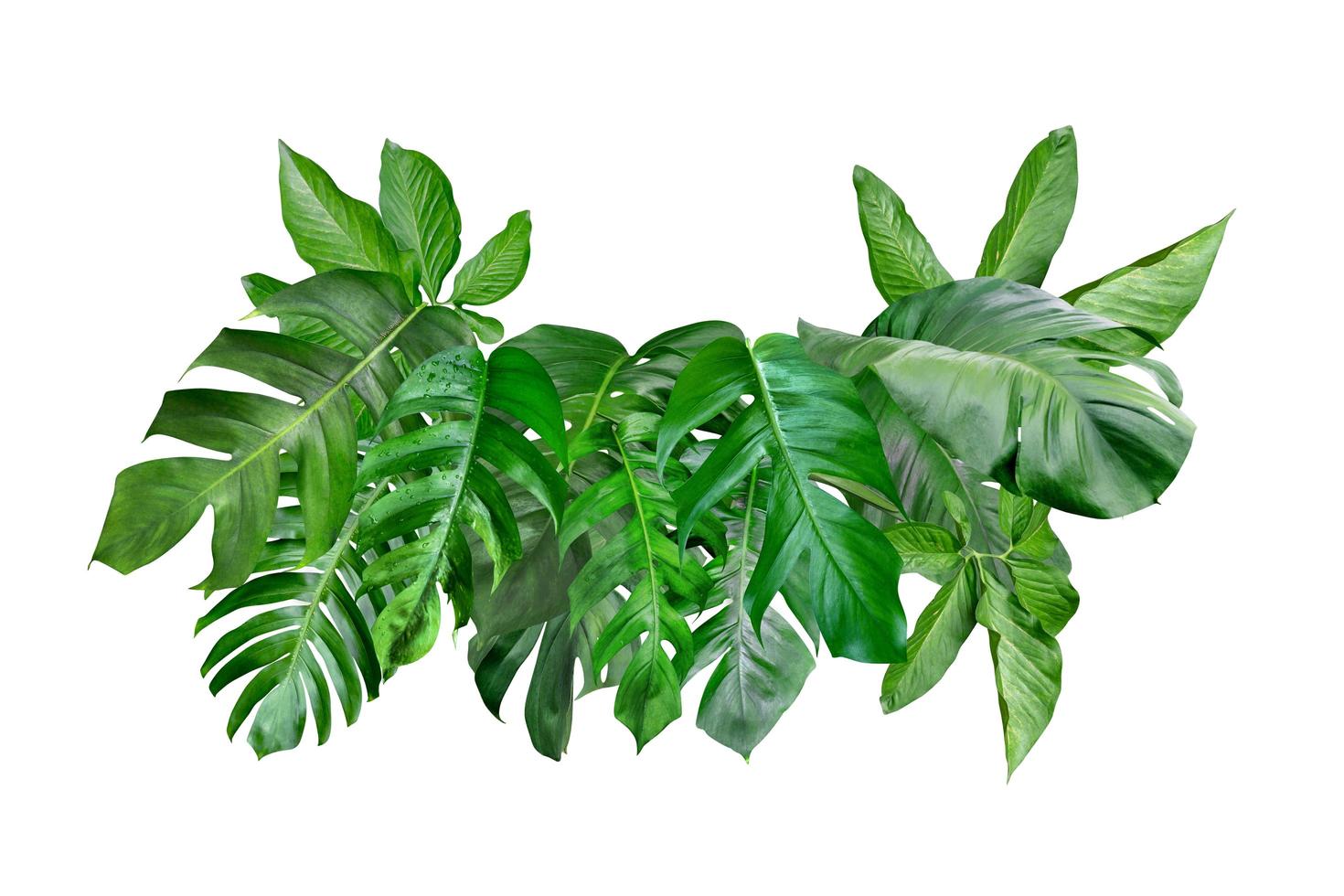 various of green monstera leaves pattern for nature concept,set of tropical leaf isolated on white background photo