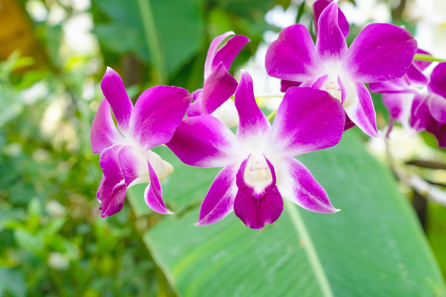 Pink orchid flowers in the garden photo