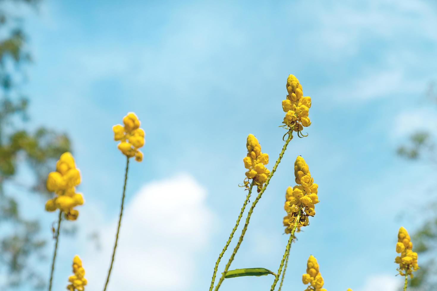 senna alata o arbusto de candelabro o flor de acapulo en el jardín foto