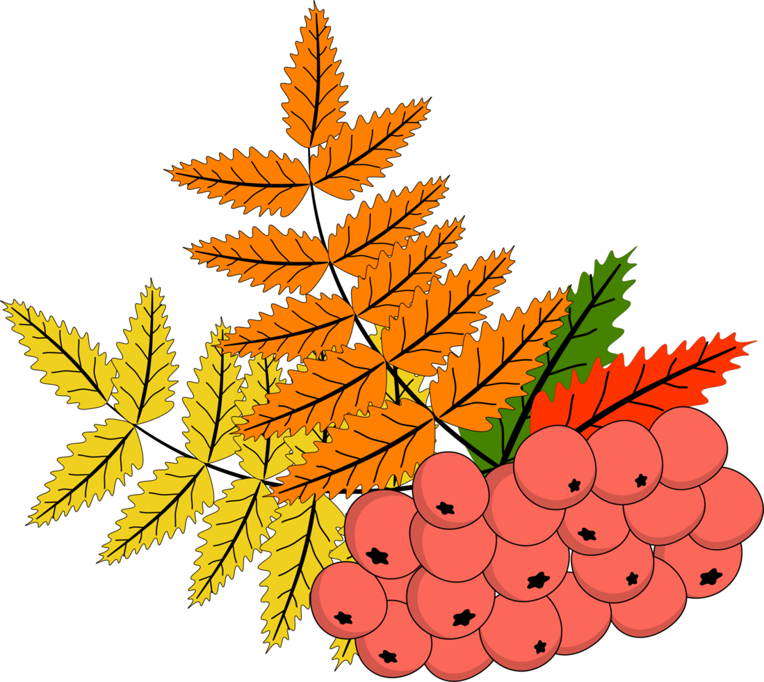autumn branch of ash berry with leafyamia png