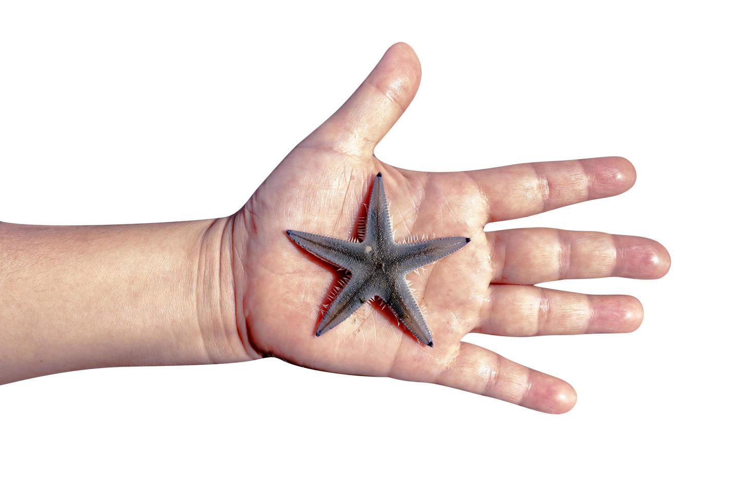 mano sujetando estrellas de mar aisladas sobre fondo blanco, incluye trazado de recorte foto