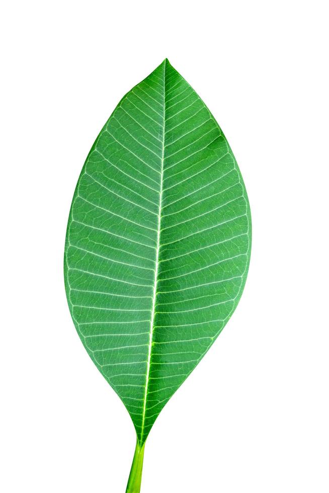 Green leaves pattern,leaf Frangipani or Plumeria,isolated on white background,include clipping path photo