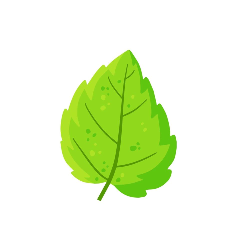 Mint leaf. Cool spice. Refreshment and freshness vector