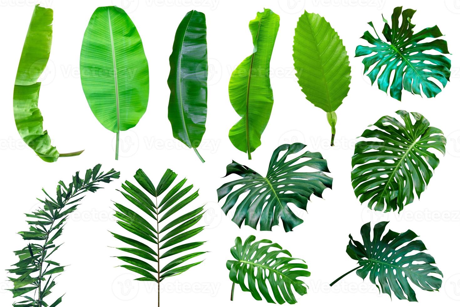 collection various of green leaves pattern for nature concept,set of tropical leaf isolated on white background photo