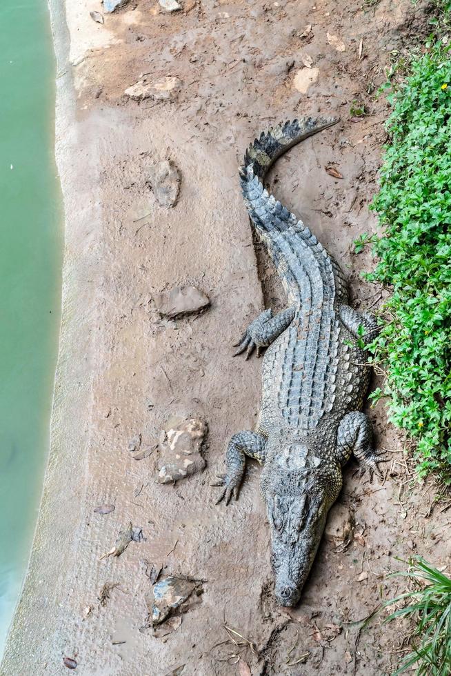 Crocodile farm in Thailand photo