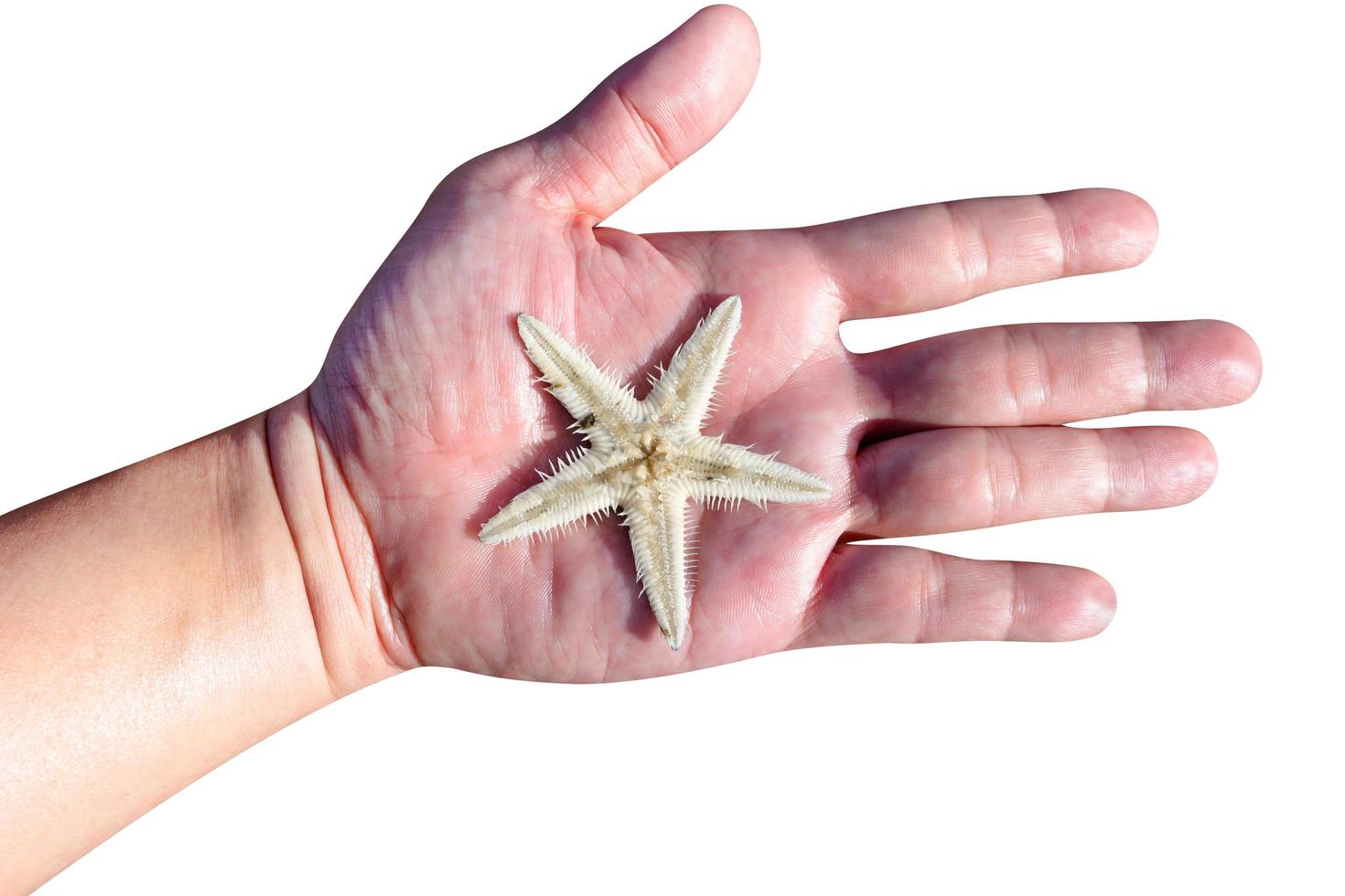 mano sujetando estrellas de mar aisladas sobre fondo blanco, incluye trazado de recorte foto
