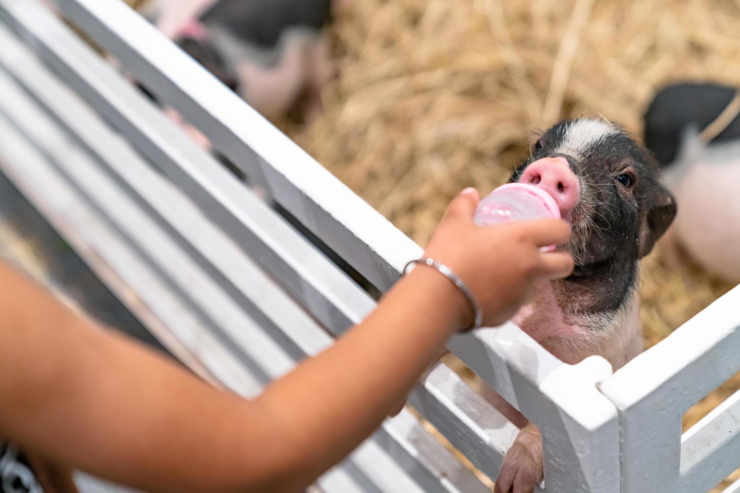 alimentación de cerdo con biberón foto