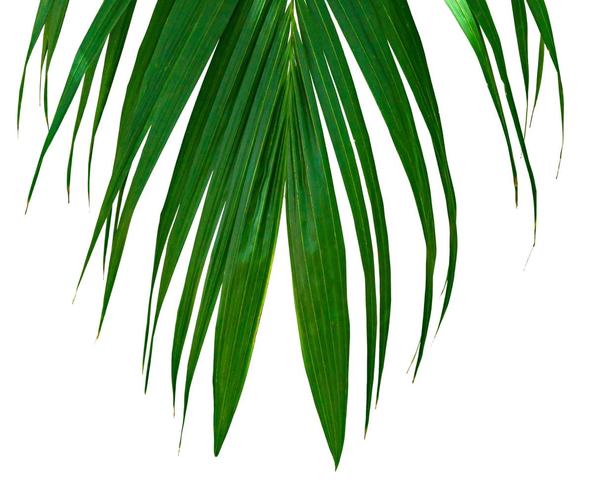 Green leaves pattern,tropical palm leaf isolated on white background photo