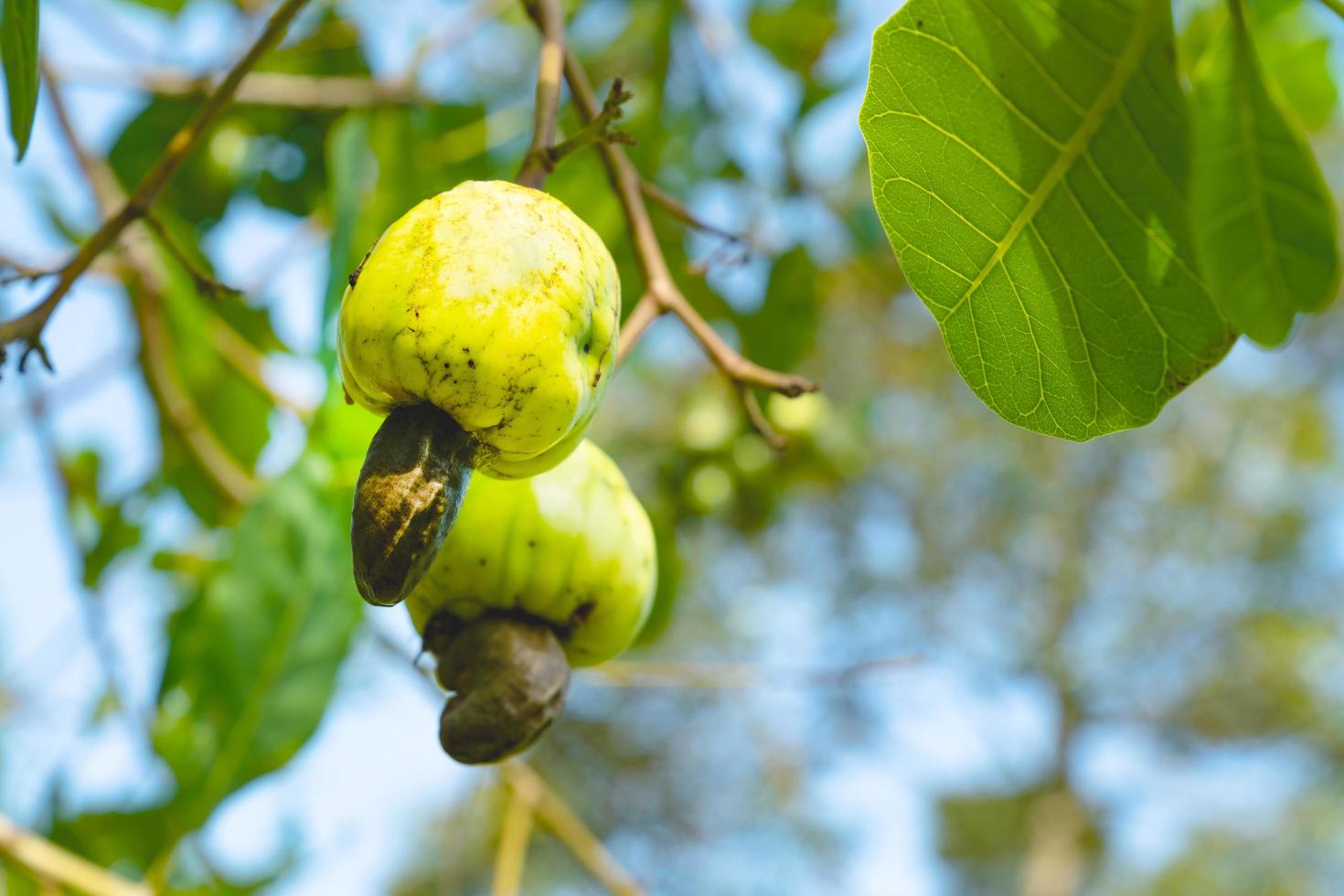 young cashew nut of cashew tree in garden at Thailand photo