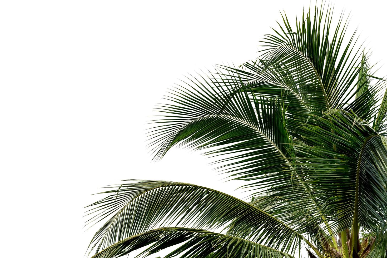 árbol de coco de hoja aislado sobre fondo blanco, patrón de hojas verdes foto