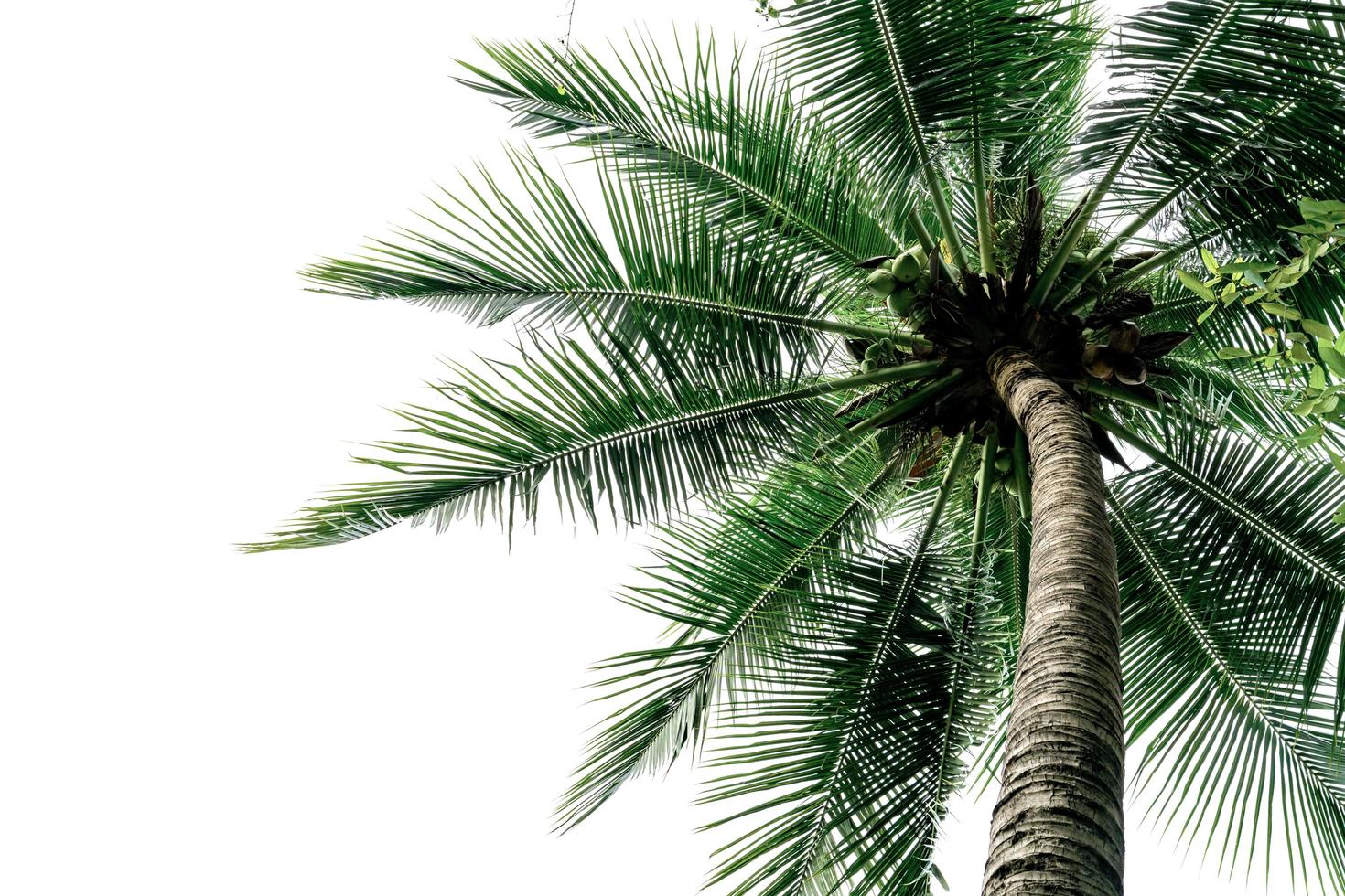 Green Leaves of palm,coconut tree bending isolated on white background photo