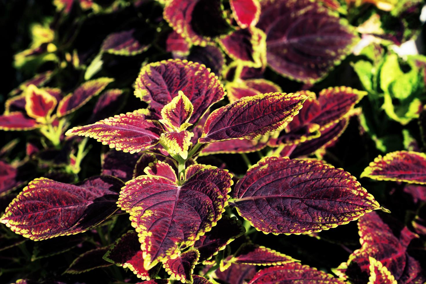 patrón de hojas coloridas, coleo de hojas o ortiga pintada en el jardín foto