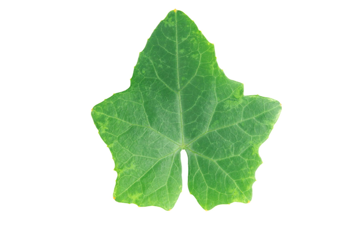 Ivy gourd leaves png