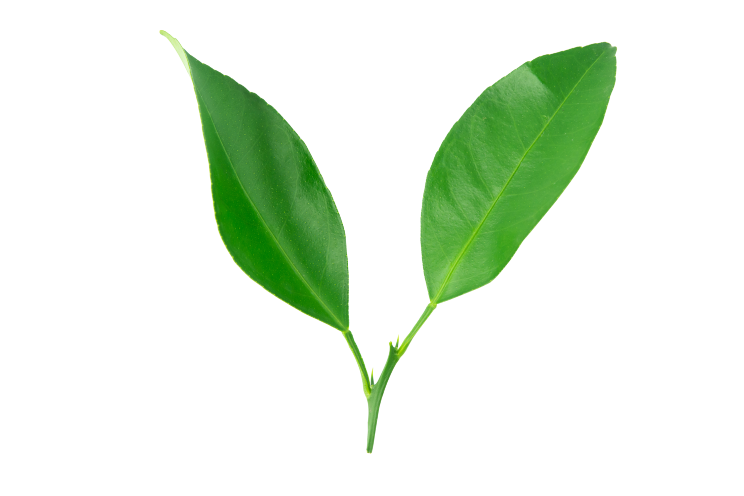 hojas verde lima png
