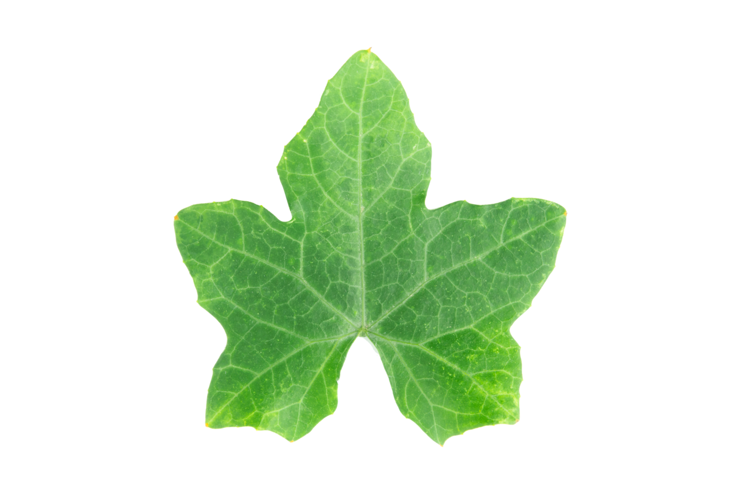 feuilles de courge de lierre png