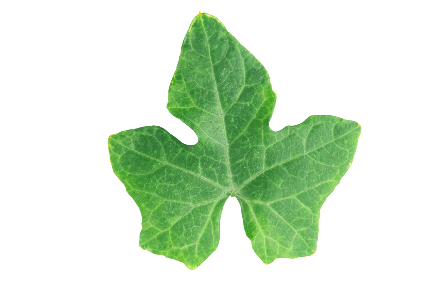 feuilles de courge de lierre png