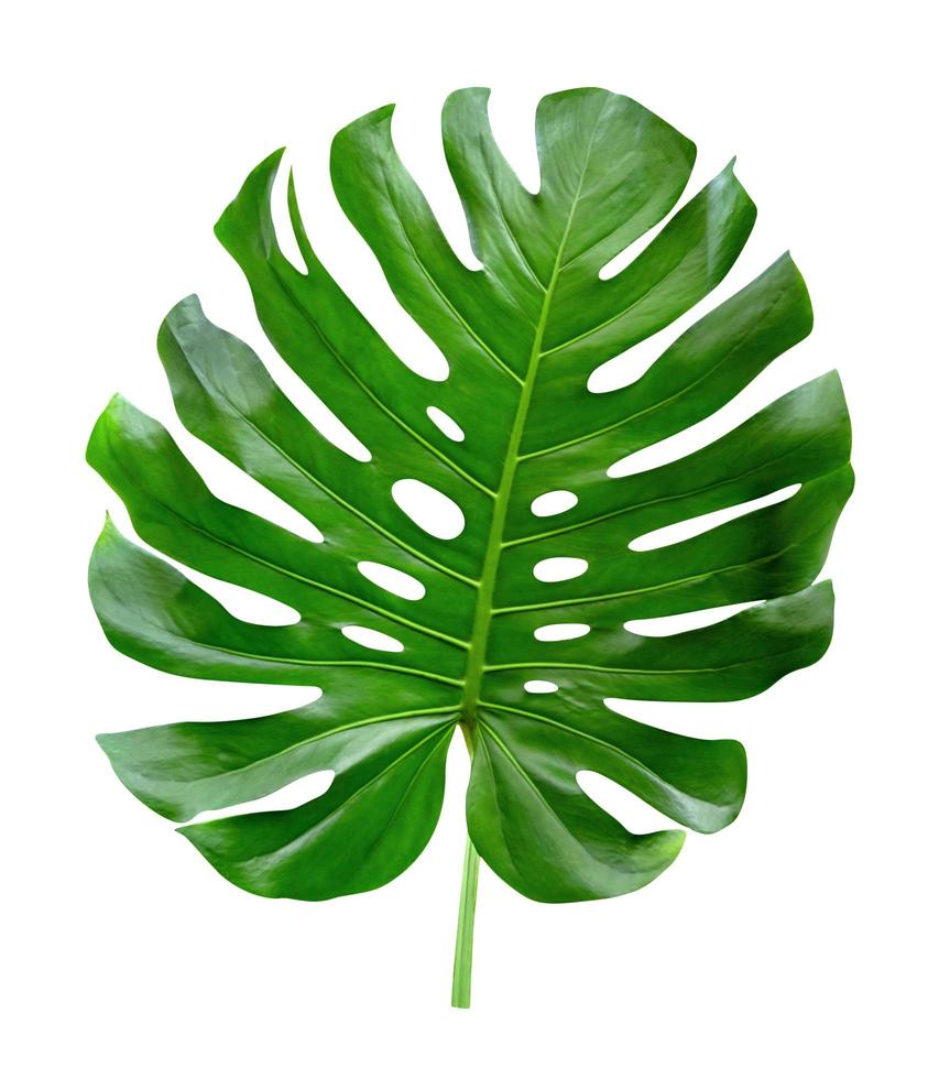 Green leaves pattern,leaf monstera isolated on white background,include clipping path photo