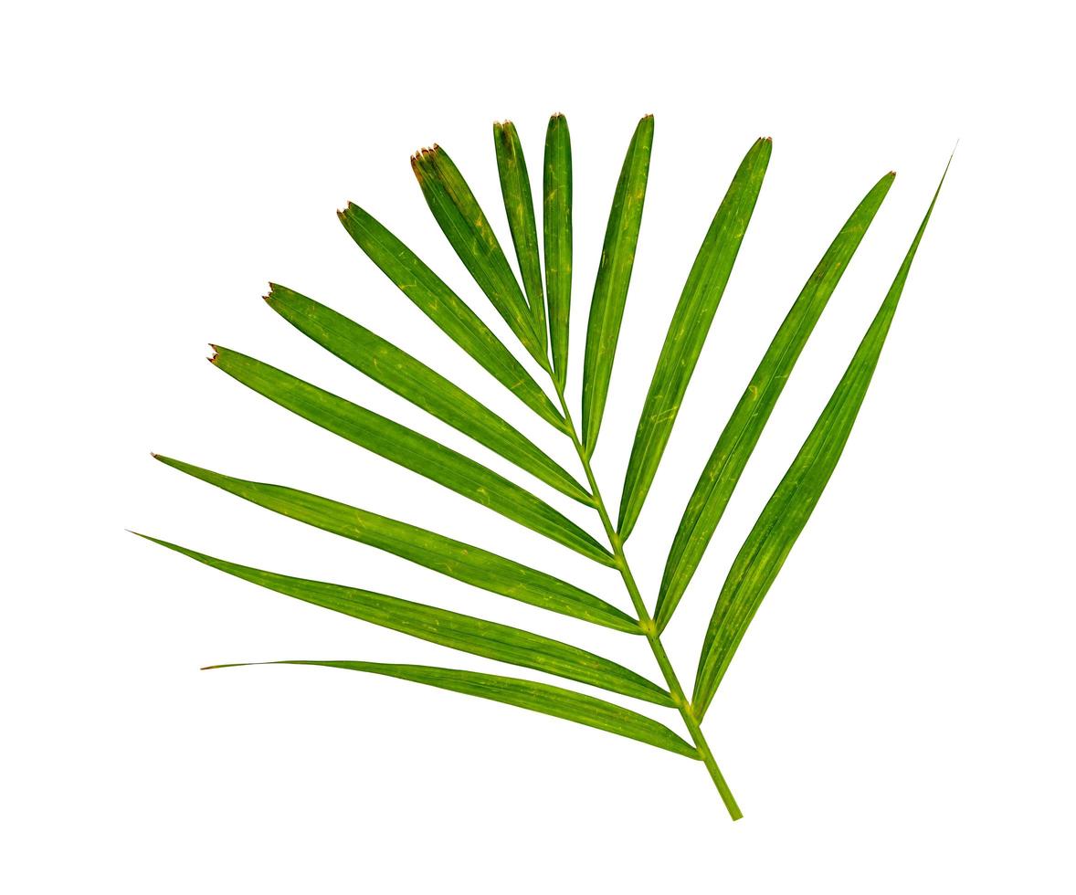 Green leaves pattern,leaf yellow palm tree isolated on white background photo