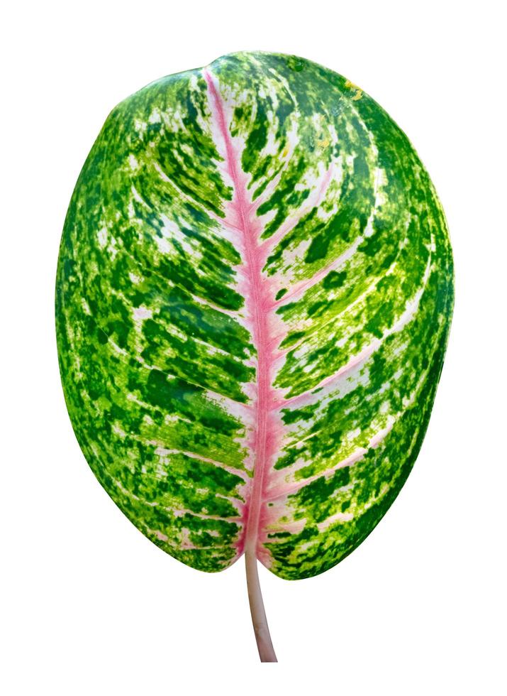 Green leaves pattern of tropical leaf Aglaonema  isolated on white background,include clipping path photo