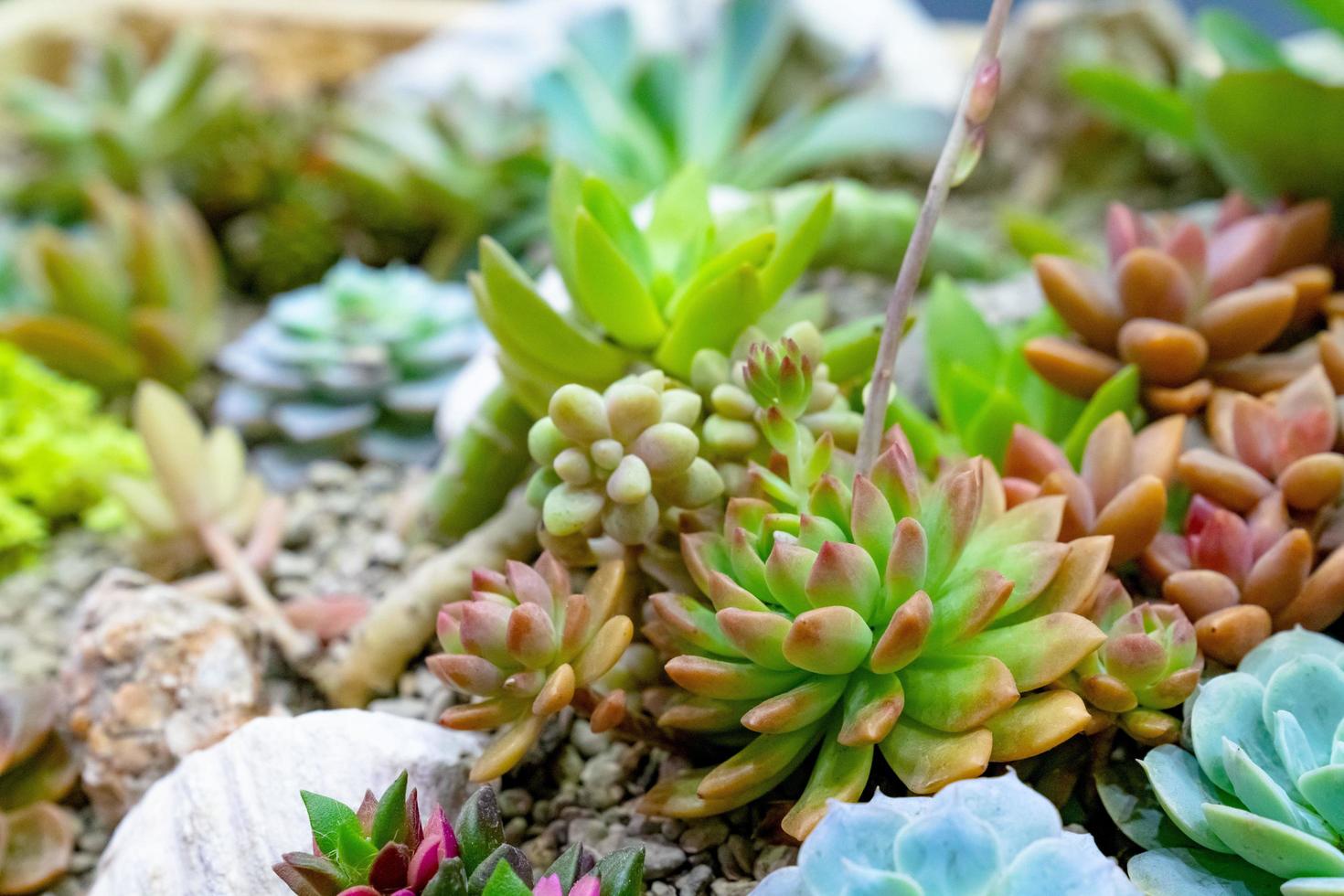 closeup various cactus plants in garden photo
