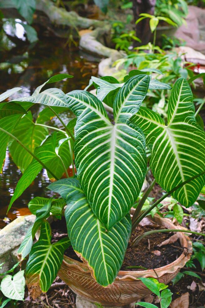 Green leaves pattern,leaf xanthosoma lindenii or yautia tree In the garden photo