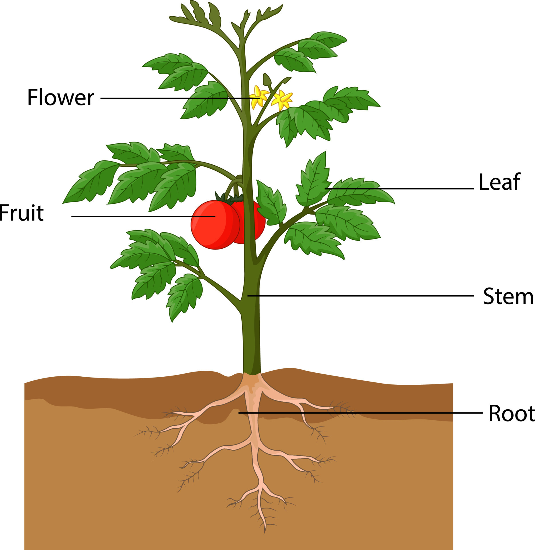 Illustration showing the parts of a plant Vector Art at Vecteezy