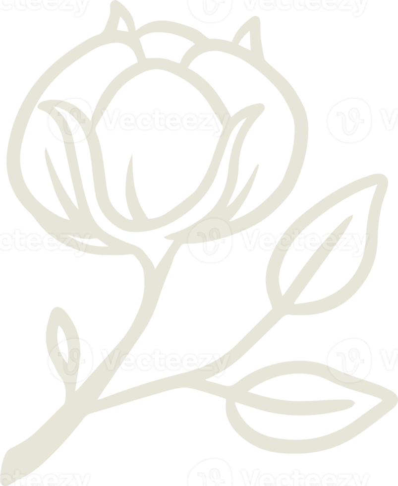 organic cotton plant illustration and badges logo template. Vintage stamp labels for tag with isolated cotton flower. Collection of Hand drawn natural sign and rustic design element. png