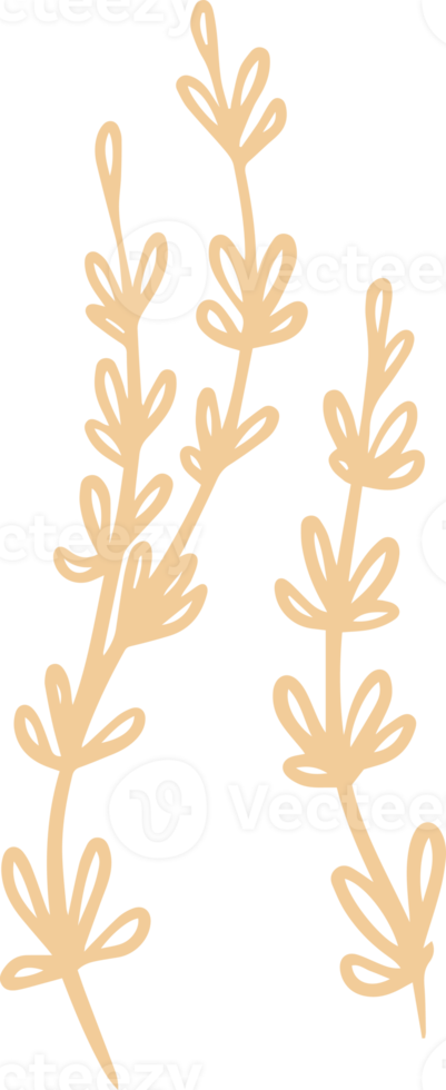 Thyme plant illustration for badges and logo. Stamp labels for tag with isolated thyme leaves. Hand drawn natural in simple rustic design. png
