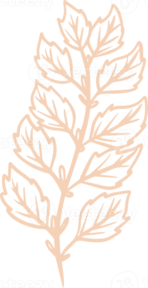 Minze handgezeichnetes Gestaltungselement png