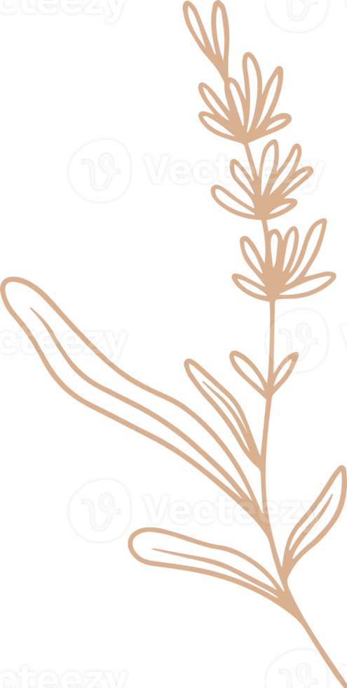 Lavender floral illustration for badges and logo. Minimalist stamp labels for tag with isolated lavender flower. Hand drawn natural design element in simple vintage style. png