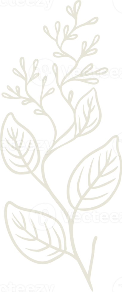 Organic eucalyptus plant illustration for badges and logo. Stamp labels for tag with isolated eucalyptus leaves. Hand drawn natural in simple rustic design. png