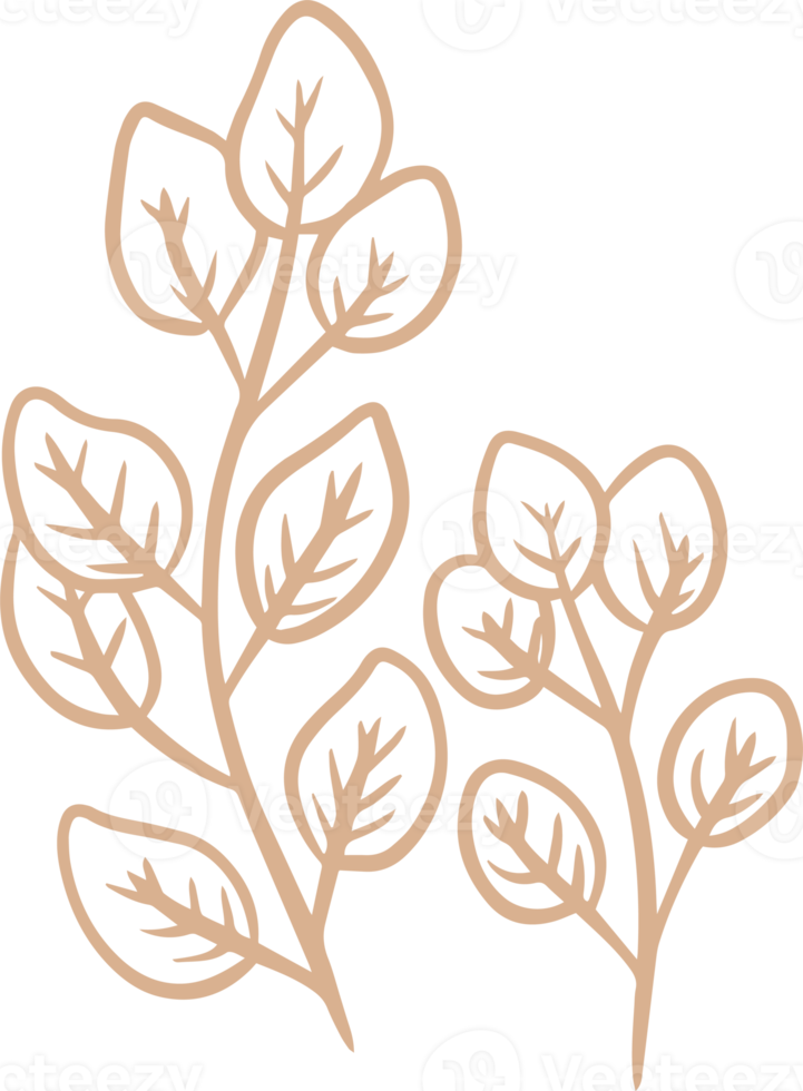 Organic eucalyptus plant illustration for badges and logo. Stamp labels for tag with isolated eucalyptus leaves. Hand drawn natural in simple rustic design. png