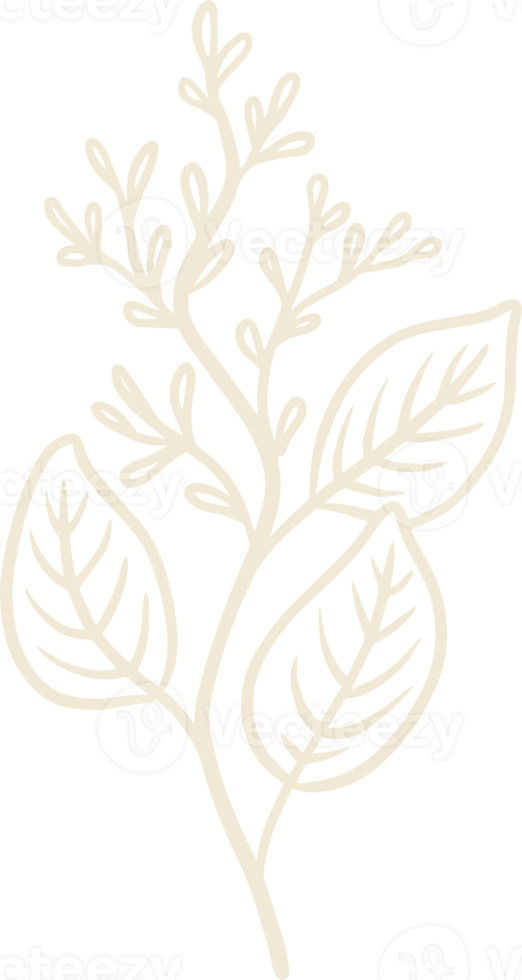 Organic eucalyptus plant illustration for badges and logo. Stamp labels for tag with isolated eucalyptus leaves. Hand drawn natural in simple rustic design. png