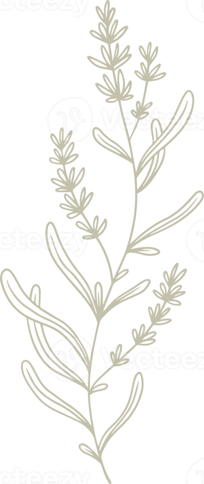 illustration florale lavande pour badges et logo. étiquettes de timbre minimalistes pour étiquette avec fleur de lavande isolée. élément de design naturel dessiné à la main dans un style vintage simple. png