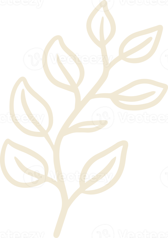 Organic eucalyptus plant illustration for badges and logo. Stamp labels for tag with isolated eucalyptus leaves. Hand drawn natural in simple rustic design. png