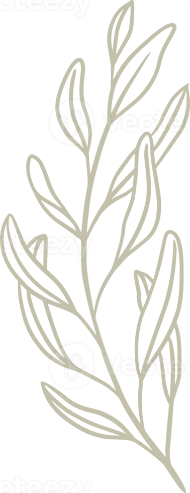 ilustración de planta de olivo para insignias y logotipo. etiquetas de sello para etiqueta con planta de olivo aislada. dibujado a mano natural para un simple elemento de diseño rústico. png