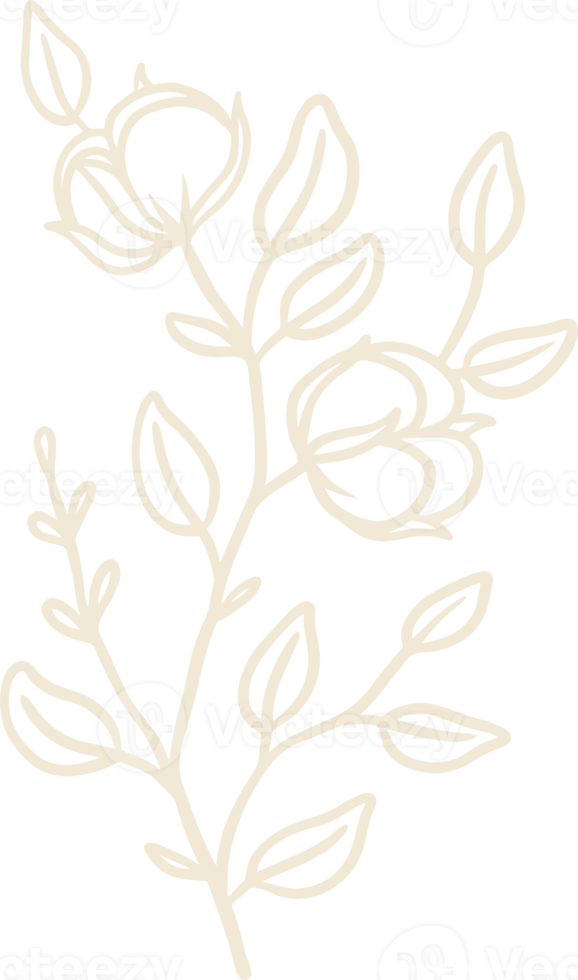 organic cotton plant illustration and badges logo template. Vintage stamp labels for tag with isolated cotton flower. Collection of Hand drawn natural sign and rustic design element. png